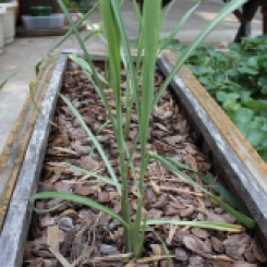 Lemongrass in the old strawberry box, strawberries nearby