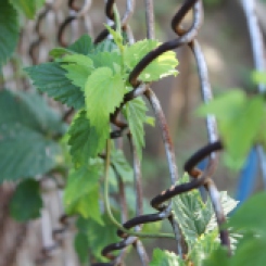 Hops growing along chain link fence